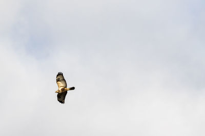 Low angle view of eagle flying against clear sky