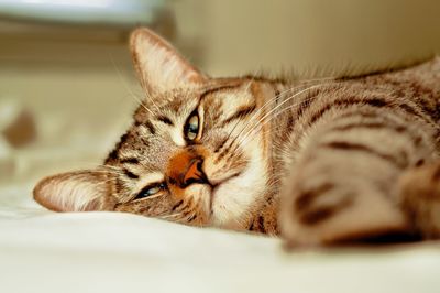 Close-up of a cat resting