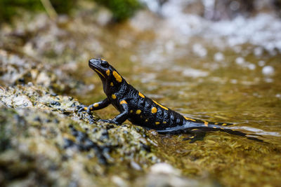 Close-up of lizard on rock