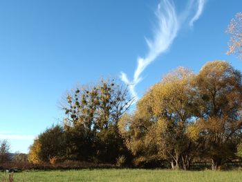 Trees on field against blue sky