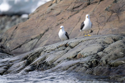 Two kelp gulls perch on rocky shore