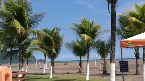 Palm trees on beach against sky