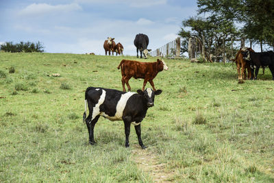 Cows grazing on field