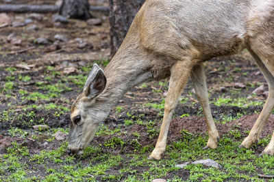 Deer in a field