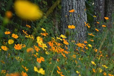 Yellow and orange cosmos flowers blooming in forest