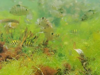 Fish swimming in sea