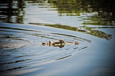 Close up of animal in water