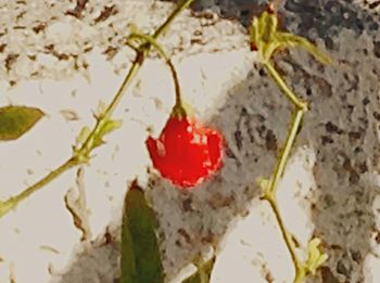 Close-up of red leaves