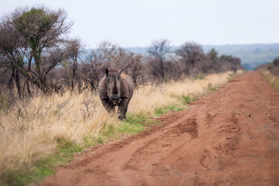 Close up view of white rhinoceros in african savannah, madikwe game reserve, south africa