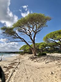 Tree on beach against sky