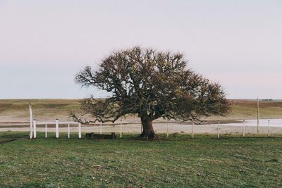 Tree on field against clear sky