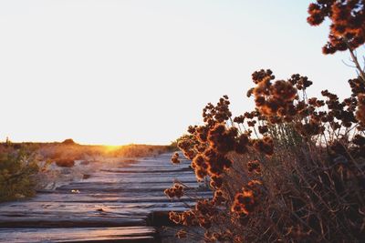 Scenic view of sea against clear sky during sunset