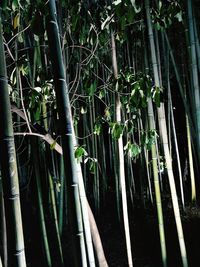 Close-up of bamboo trees in forest