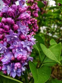 Close-up of pink flowering plant