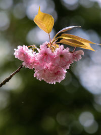 Close-up of insect on pink cherry blossom