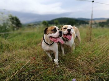 Dog sticking out tongue on grassy field