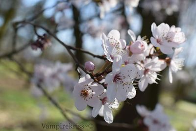 Close-up of apple blossoms in spring