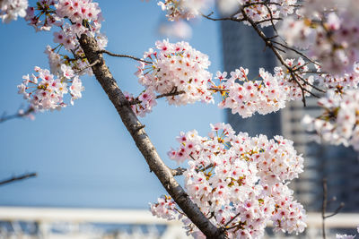 Low angle view of cherry blossoms against sky