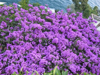 Close-up of pink flowers