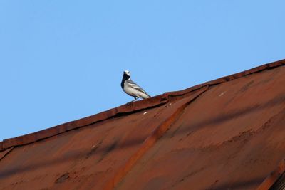 Low angle view of seagull perching on roof