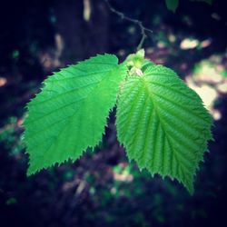 Close-up of leaves