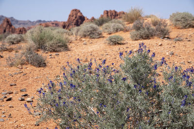 View of purple flowering plants on land