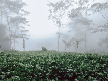 Trees growing on field against sky