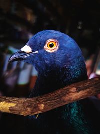 Close-up of a bird