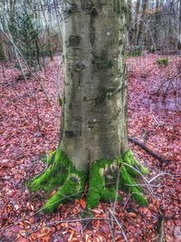 Moss growing on tree trunk in forest