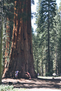 People amidst trees in forest against sky