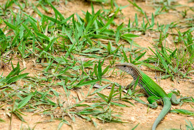 High angle view of lizard on field