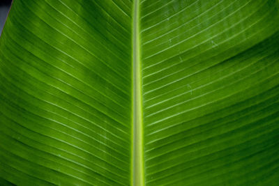 Full frame shot of palm leaf