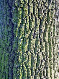 Full frame shot of tree trunk