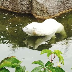 Close-up of swan swimming in lake