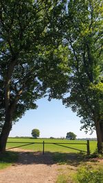 Trees on field against sky