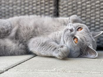 Close-up of cat lying on floor