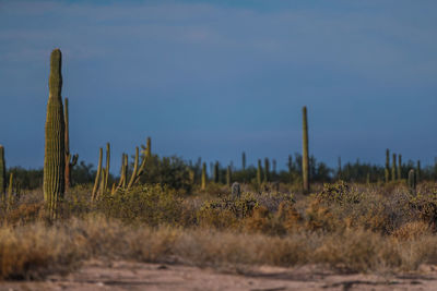 Close-up of cactus on field against sky