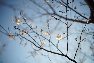 Close-up of cherry blossoms against sky