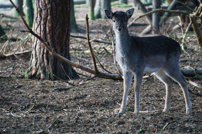 Deer in a forest