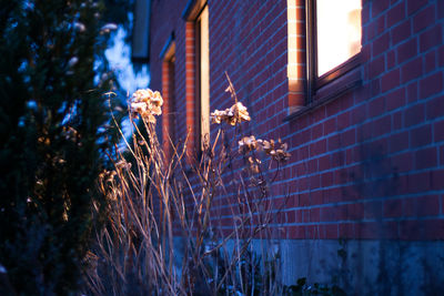 Close-up of plant against window