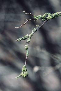 Close-up of plant during winter