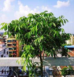 Plants growing by building against sky