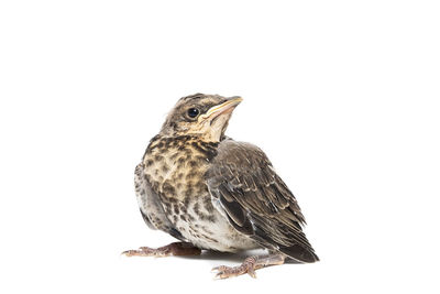 Close-up of bird perching on white background