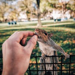 Close-up of hand holding giraffe