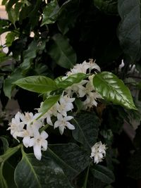 Close-up of white flowering plant