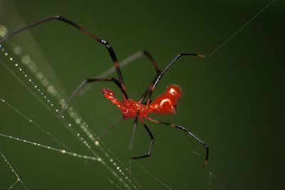 Close-up of spider on web