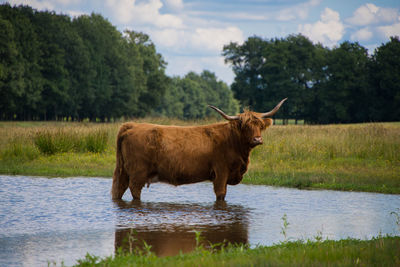 Cow standing on field by lake against sky