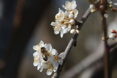 Close-up of cherry blossoms on tree