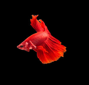 Close-up of orange fish swimming in sea against black background