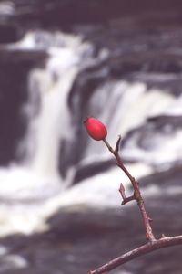 Close-up of red flower